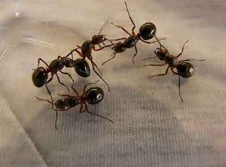 Interesting Ants Facts In Hindi