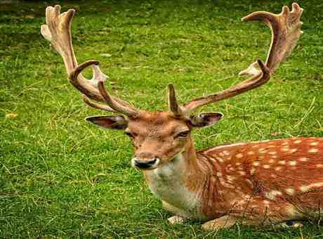 Deer In Hindi | 65 Interesting Deer Facts | हिरण के बार में रोचक तथ्य
