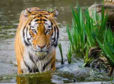 Interesting Facts About Tiger In Hindi