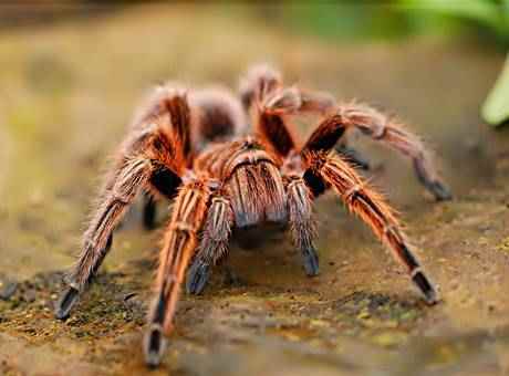 Interesting Spiders Facts And Information In Hindi