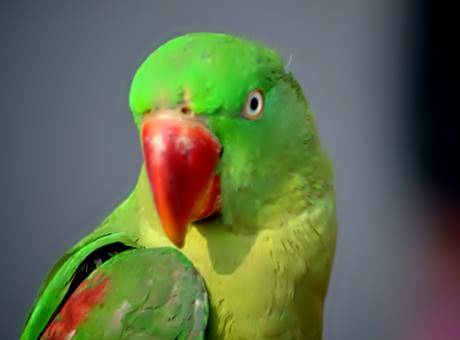 Interesting Facts About Parrots In Hindi, Parrot In Hindi
