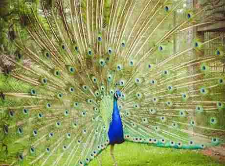 Interesting Peacock Facts In Hindi, essay on peacock in hindi