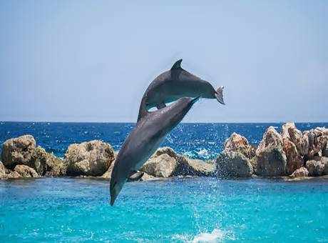 Interesting Dolphin Facts In Hindi