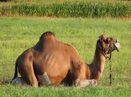 Camel In Hindi, About Camel In Hindi