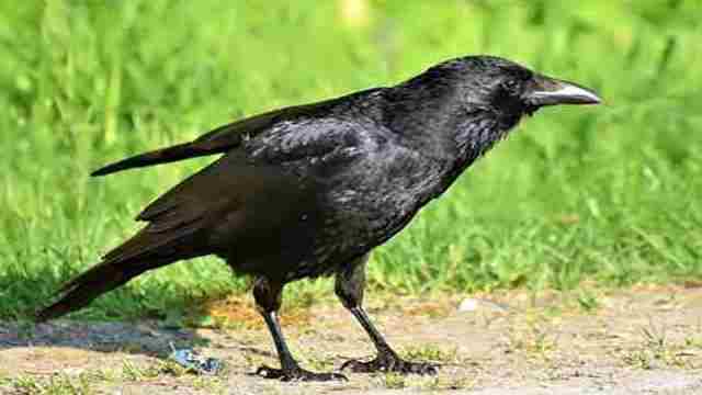 Crow In Hindi