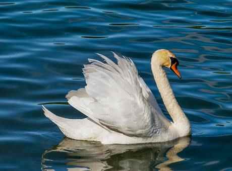 About Swan In Hindi