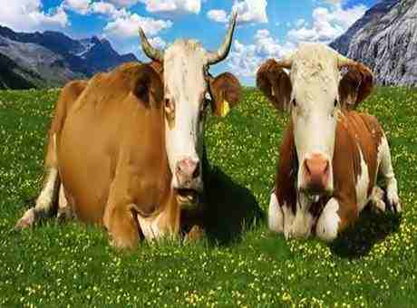 Interesting Facts About Cow In Hindi