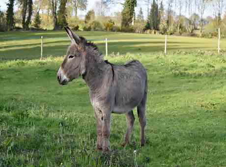 Information About Donkey In Hindi