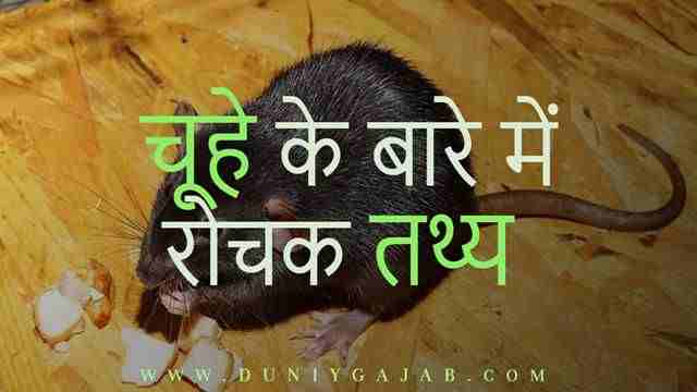 Rat In HIndi