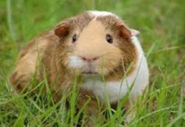 Guinea Pig Ke Bare Mein Jankari Archives - Duniyagajab