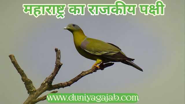 State Bird Of Maharashtra In Hindi