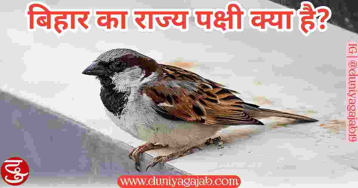 State Bird Of Bihar In Hindi