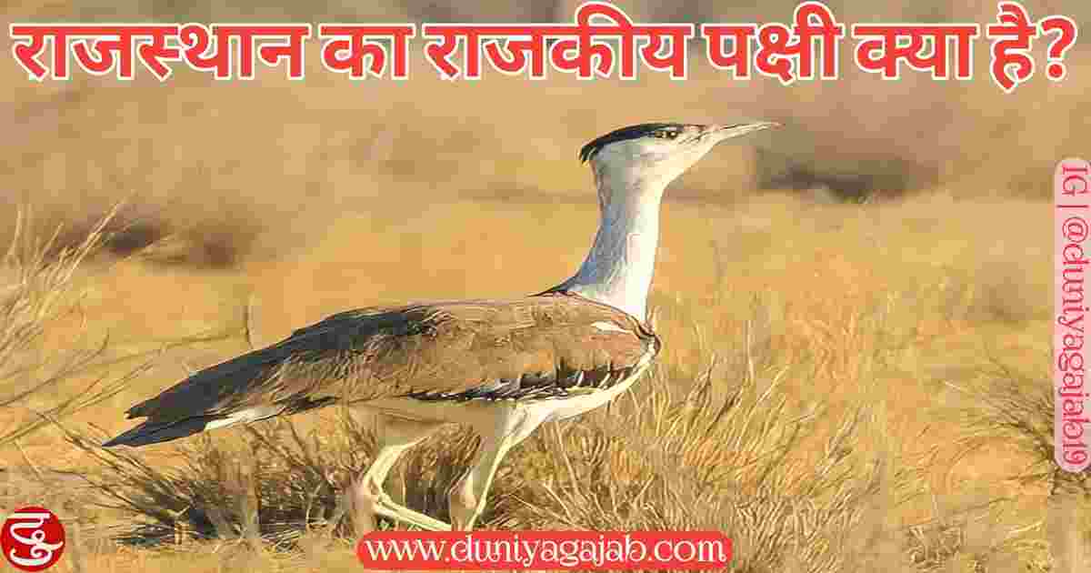 State Bird Of Rajasthan In Hindi
