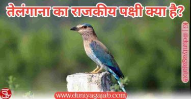 State Bird Of Telangana In Hindi