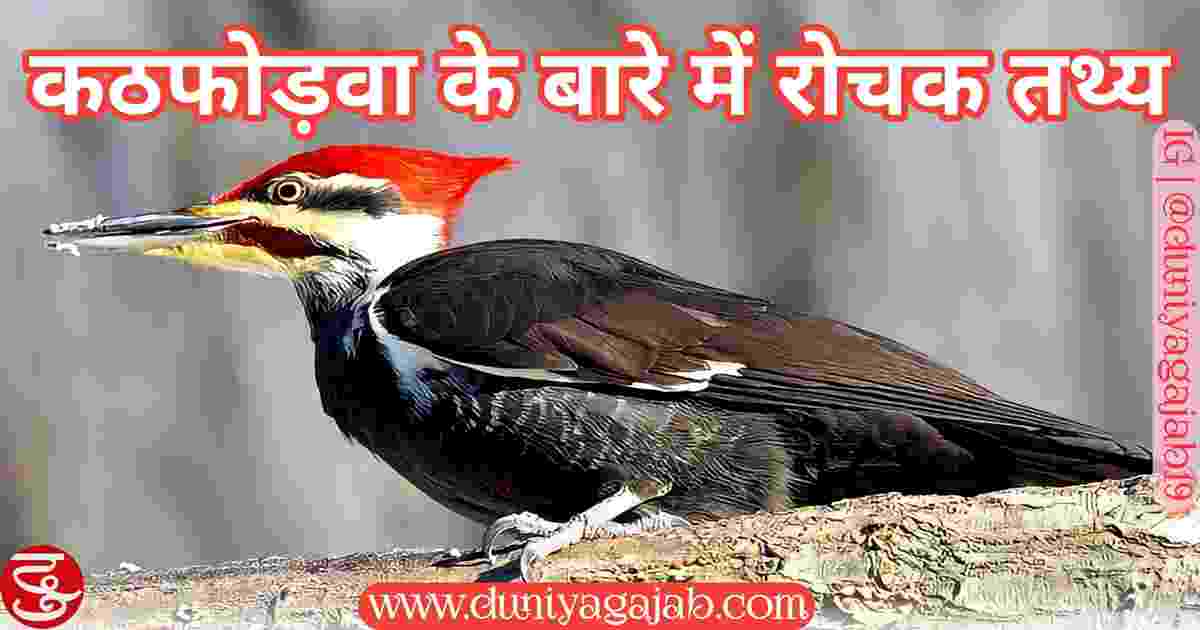 Facts About Woodpecker In Hindi