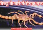 Interesting Facts About Scorpion In Hindi