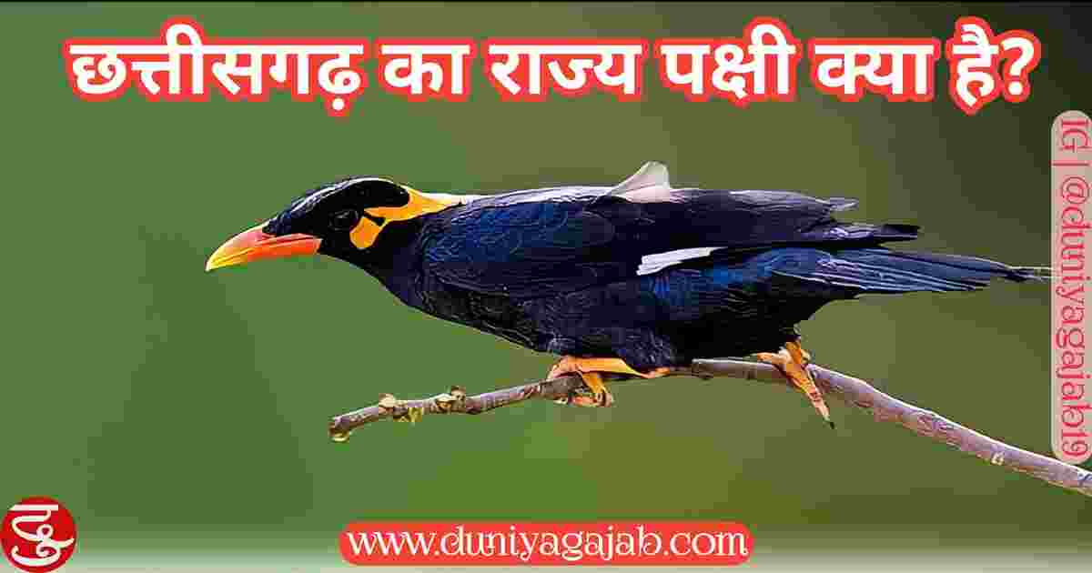 State Bird Of Chhattisgarh In Hindi