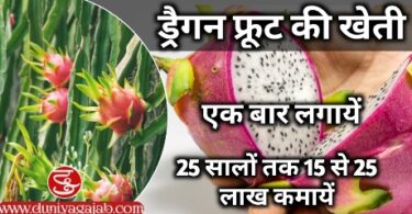 Dragon Fruit Farming Business Idea In Hindi
