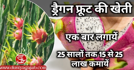 Dragon Fruit Farming Business Idea In Hindi 