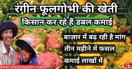 Colourful Cauliflower Farming Business Idea In Hindi