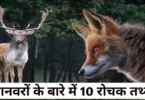 hindi essay on deer animal