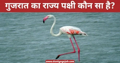 State Bird Of Gujarat In Hindi